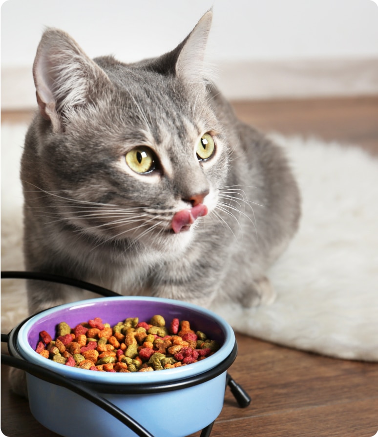 Alimento para gatos