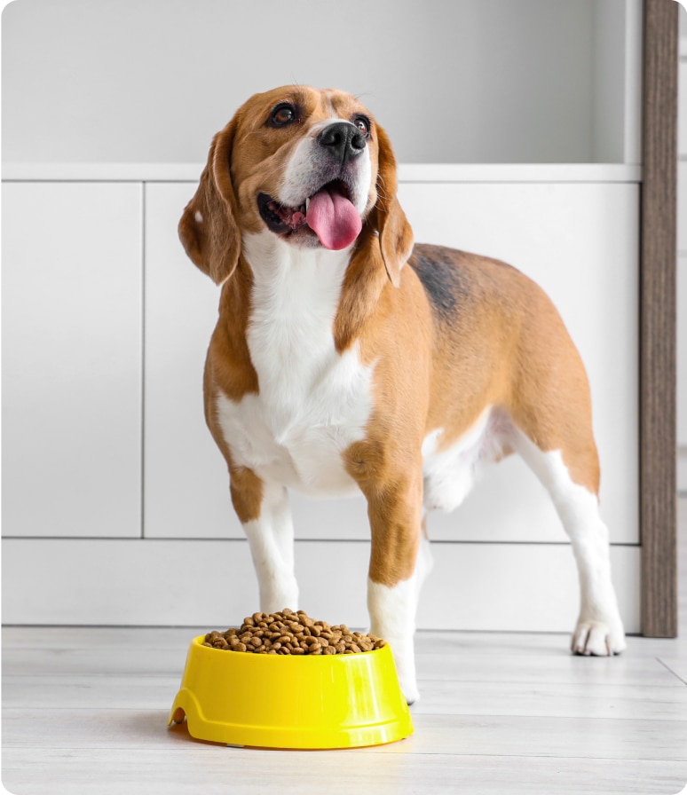 Alimento para perros