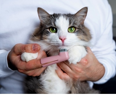 Salud y bienestar para gato