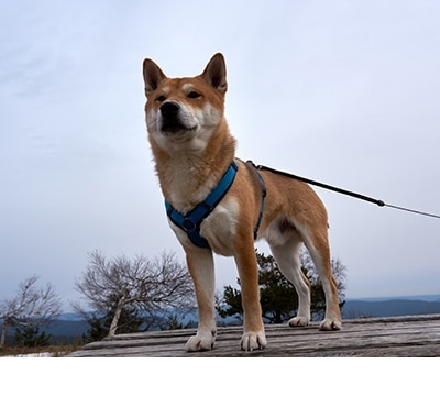 Correas y collares para perro