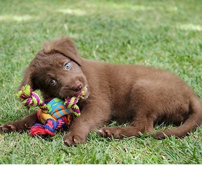 Juguetes para perro