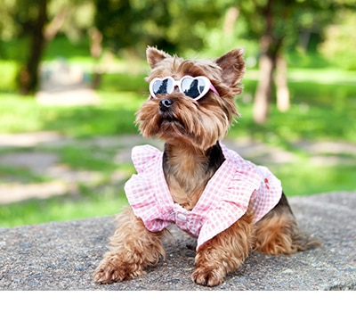Ropa y accesorios para perro