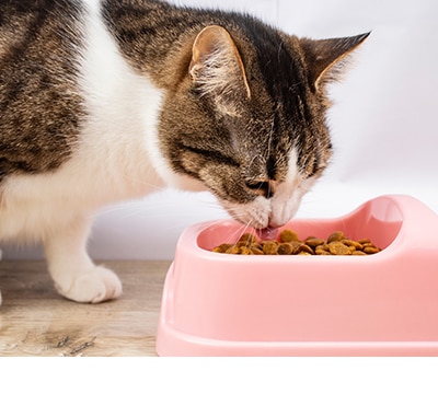 Alimento para gato