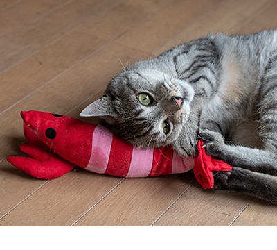 Juguetes para gato