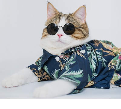 Ropa y accesorios para gato